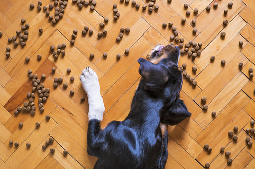 How to Get your Dog to Gain a Healthy Weight?